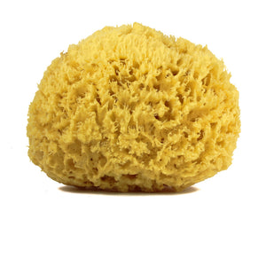 Sea Sponges